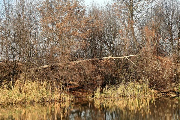 Fluss im Herbstwald. schöne Natur Hintergrund. — Stockfoto