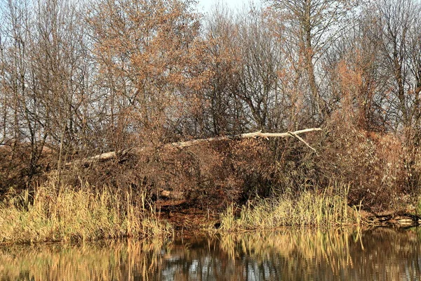 Río en el bosque de otoño. Hermosa naturaleza fondo . —  Fotos de Stock