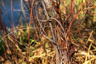Açık bir günde Güzel Ekim Ormanı