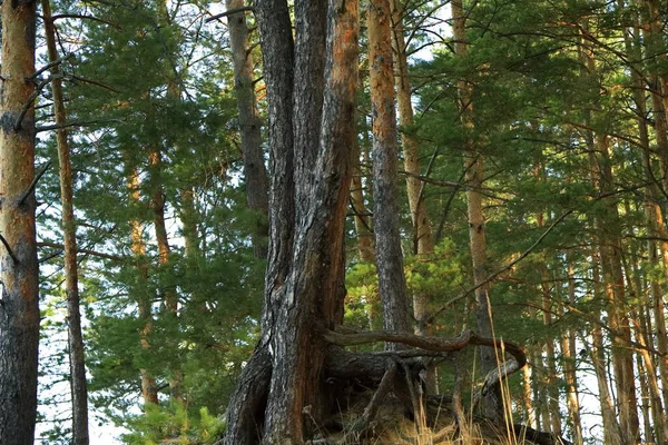 Tall på kanten av en klippa — Stockfoto