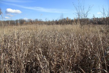 Arka planda orman olan bir sonbahar ekim tarlası