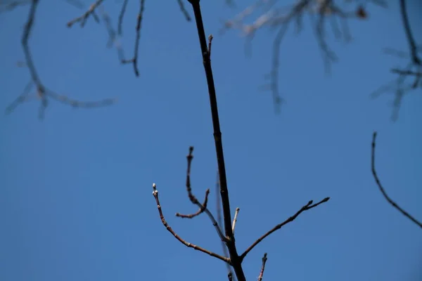 Tree branch on sky background — Stock Photo, Image