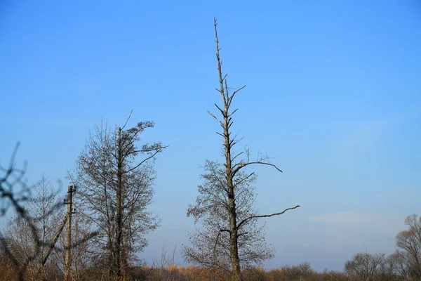 Trädtopparna mot himlen — Stockfoto