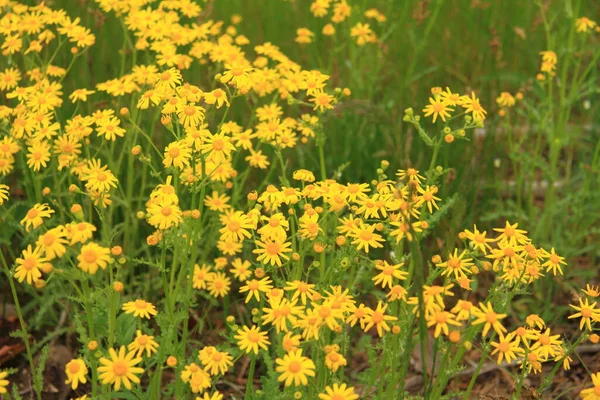 Schöne gelbe Blumen in einem Kiefernwald — Stockfoto