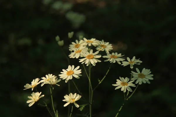 Bellas margaritas blancas en el prado — Foto de Stock