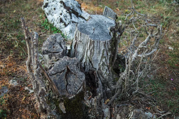 Skär Gamla Träd Skogen — Stockfoto