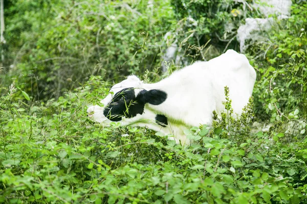 Cow in nature outdoors