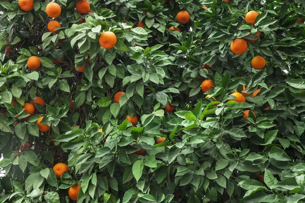 オレンジの木の背景 オレンジの庭 — ストック写真