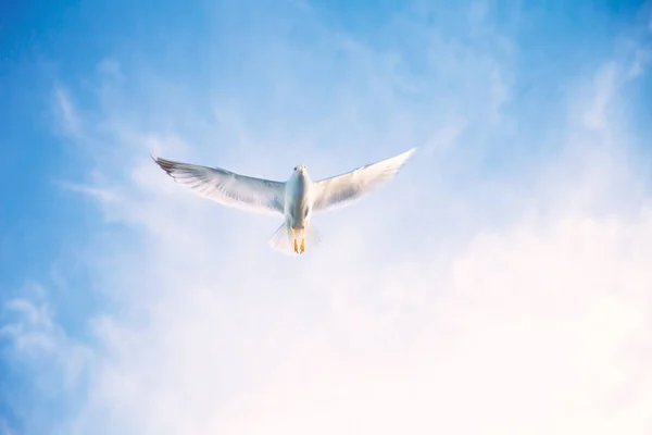 Fliegende Vögel Himmel — Stockfoto