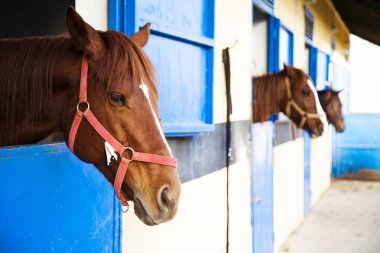 At barınak, ahır. Atlar nerede kaldırdı ve muhafaza