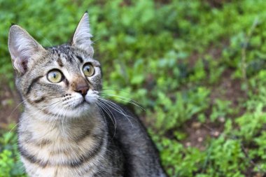 Açık havada siyah tekir kedi portresi