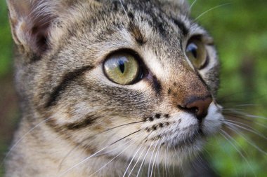 Açık havada siyah tekir kedi portresi