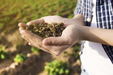 Toprak elinde, palmiye, ekili toprak, toprak, toprak, kahverengi arazi arka plan. Organik bahçecilik, tarım. Çevresel doku