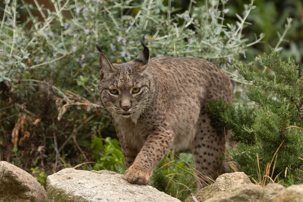 Ιβηρικός Λύγκας Φωτογραφήθηκε Στο Zoospain Της Μαδρίτης Ευρώπη — Φωτογραφία Αρχείου