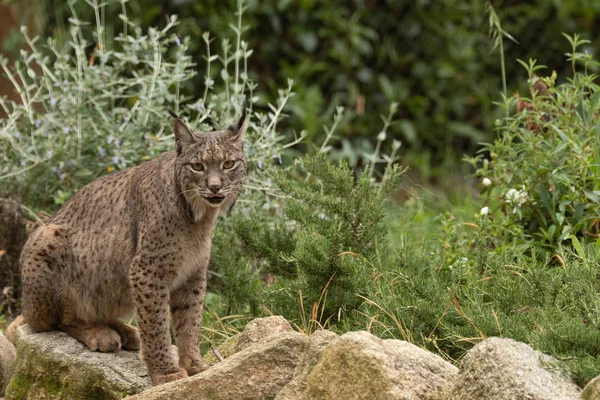 Lince Ibérico Fotografado Zoológico Madri Espanha Europa — Fotografia de Stock