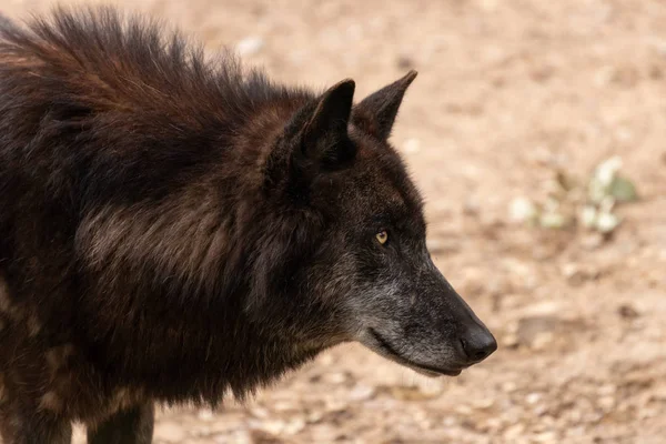 Retrato Lobo Cinzento Com Pele Preta — Fotografia de Stock