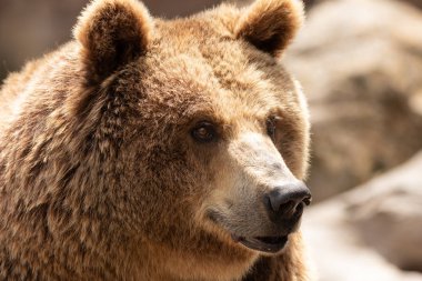 Boz ayı (Ursus Arctos) portre Hayvanat Bahçesi, Madrid, İspanya, Avrupa'nın.