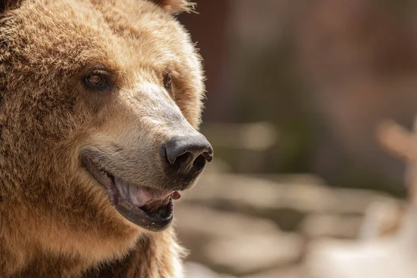 Brown Bear Ursus Arctos Portrait Zoo Madrid Spain Europe — Stock Photo, Image