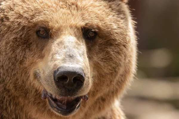 Brown Bear Ursus Arctos Portrait Zoo Madrid Spain Europe — Stock Photo, Image