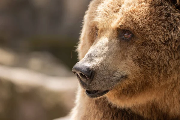 Boz ayı (Ursus Arctos) portre Hayvanat Bahçesi, Madrid, İspanya, Avrupa'nın.