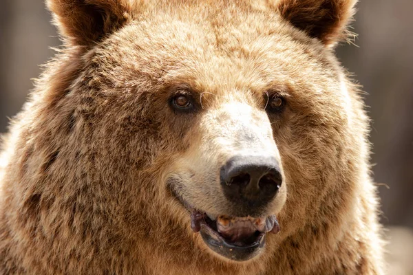 Brown Bear Ursus Arctos Portrait Zoo Madrid Spain Europe — Stock Photo, Image