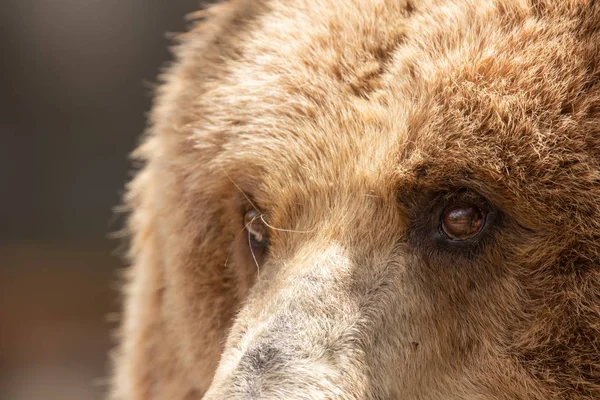 Brown Bear Ursus Arctos Portrait Zoo Madrid Spain Europe — Stock Photo, Image