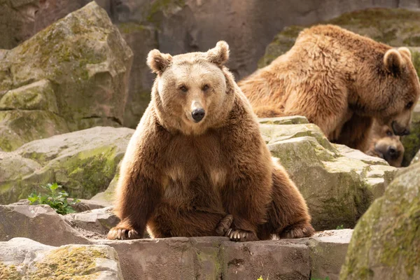 Boz ayı (Ursus Arctos) portre Hayvanat Bahçesi, Madrid, İspanya, Avrupa'nın.