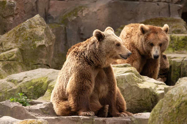 Brown Bear Ursus Arctos Portrait Zoo Madrid Spain Europe — Stock Photo, Image