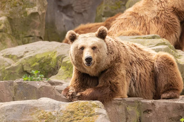 Brown Bear Ursus Arctos Portrait Zoo Madrid Spain Europe — Stock Photo, Image