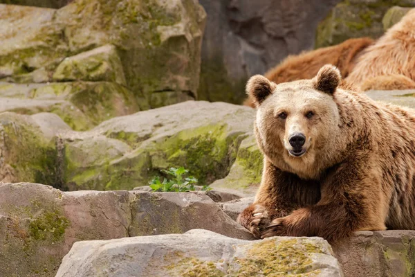 Brown Bear Ursus Arctos Portrait Zoo Madrid Spain Europe — Stock Photo, Image
