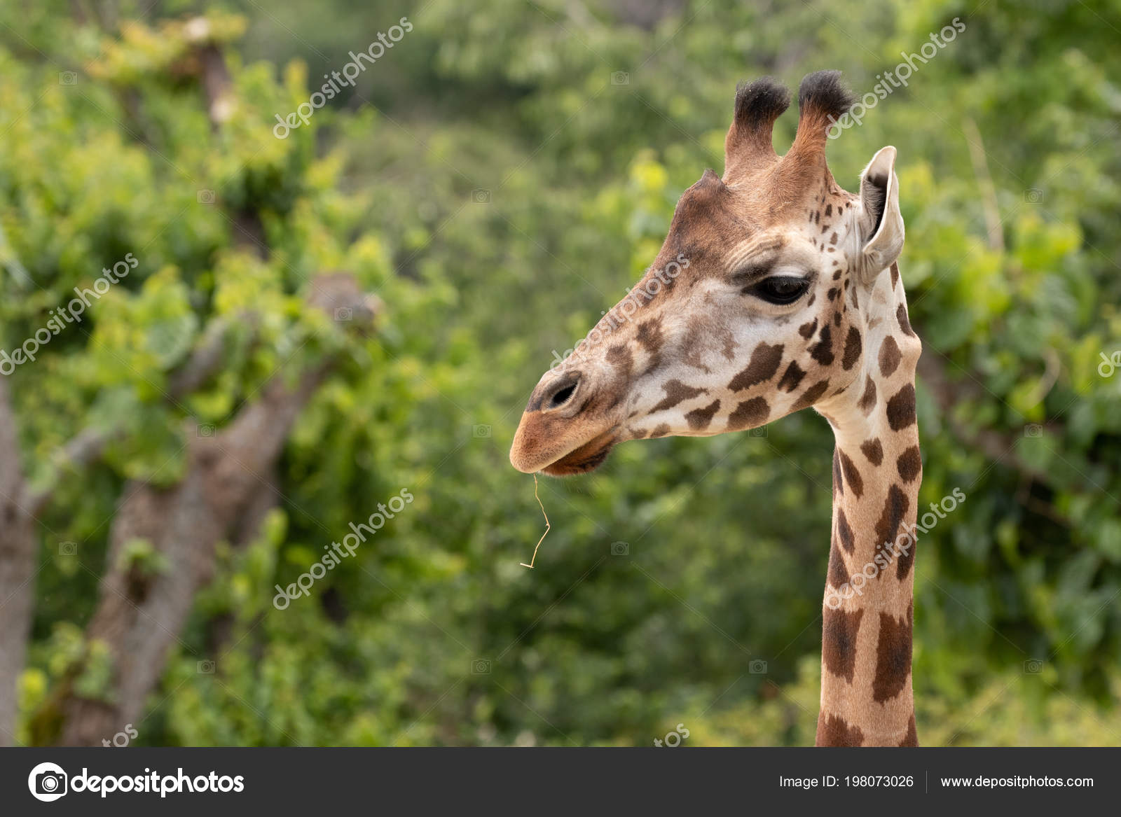 Rothschild Giraffe Giraffa Camelopardalis Rothschildi Portrait Zoo