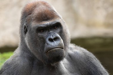 Madrid, İspanya, Avrupa'nın Hayvanat Bahçesi ciddi gümüş sırtlı goril (Gorilla goril) portre.