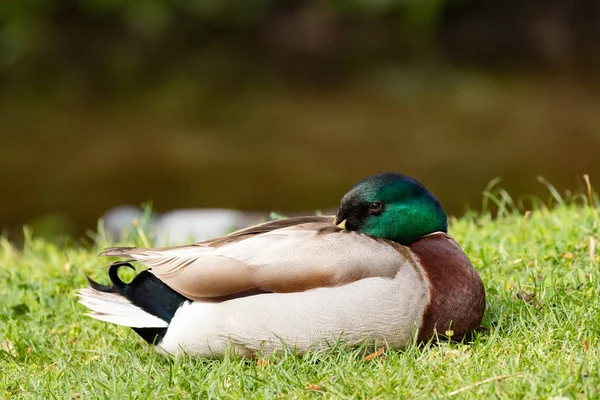 Retrato Pato Mallard Madrid España Europa — Foto de Stock