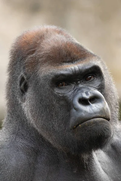 Madrid, İspanya, Avrupa'nın Hayvanat Bahçesi ciddi gümüş sırtlı goril (Gorilla goril) portre.