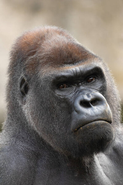 Serious Silverback gorilla (Gorilla Gorilla) portrait in zoo of Madrid, Spain, Europe.