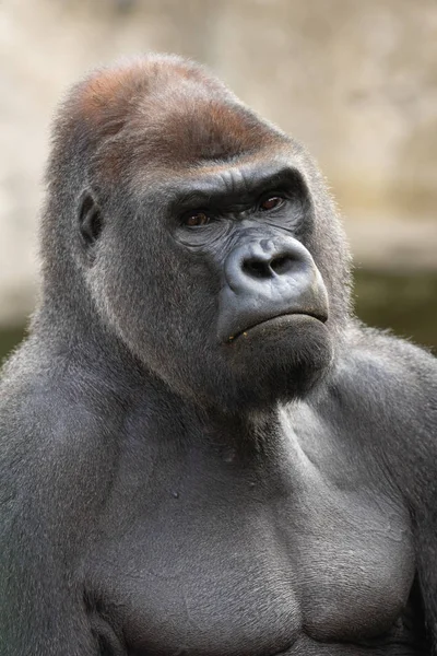 Serious Silverback gorilla (Gorilla Gorilla) portrait in zoo of Madrid, Spain, Europe.