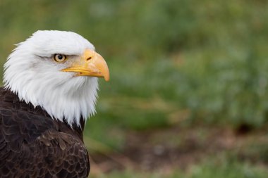Haliaeetus leucocephalus (beyaz başlı kartal) Kuzey Amerika'da bulunan yırtıcı bir kuş olduğunu.