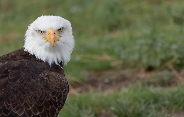 Haliaeetus Leucocephalus が北米で見つかった鳥の餌 — ストック写真