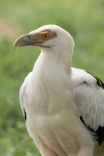 Gypohierax angolensis (palm-somun akbaba) portre.