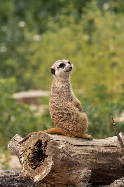 Çöl faresi (Suricata Suricatta) Güney Afrika'nın küçük bir carnivoran olduğunu.