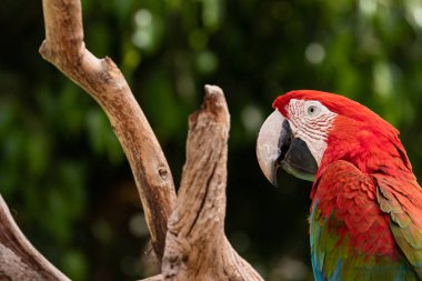 Scarlet Amerika papağanı (Ara macao) portre.