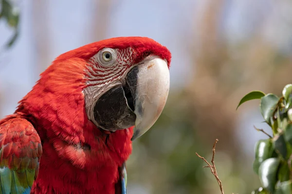 Scarlet Amerika papağanı (Ara macao) portre.