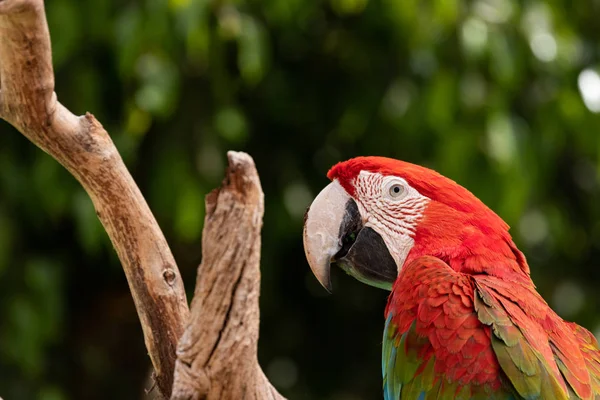 Scarlet Amerika papağanı (Ara macao) portre.