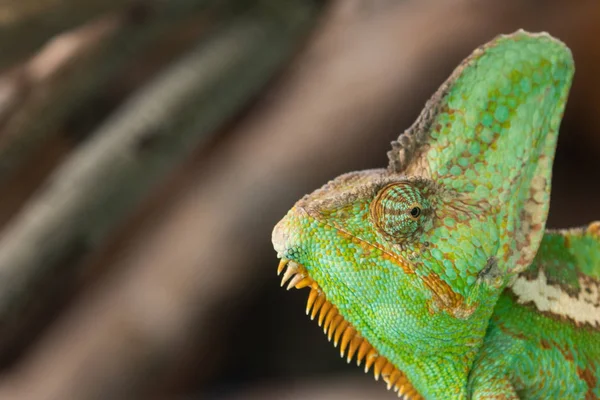 Bayağı calyptratus (örtülü bukalemun).