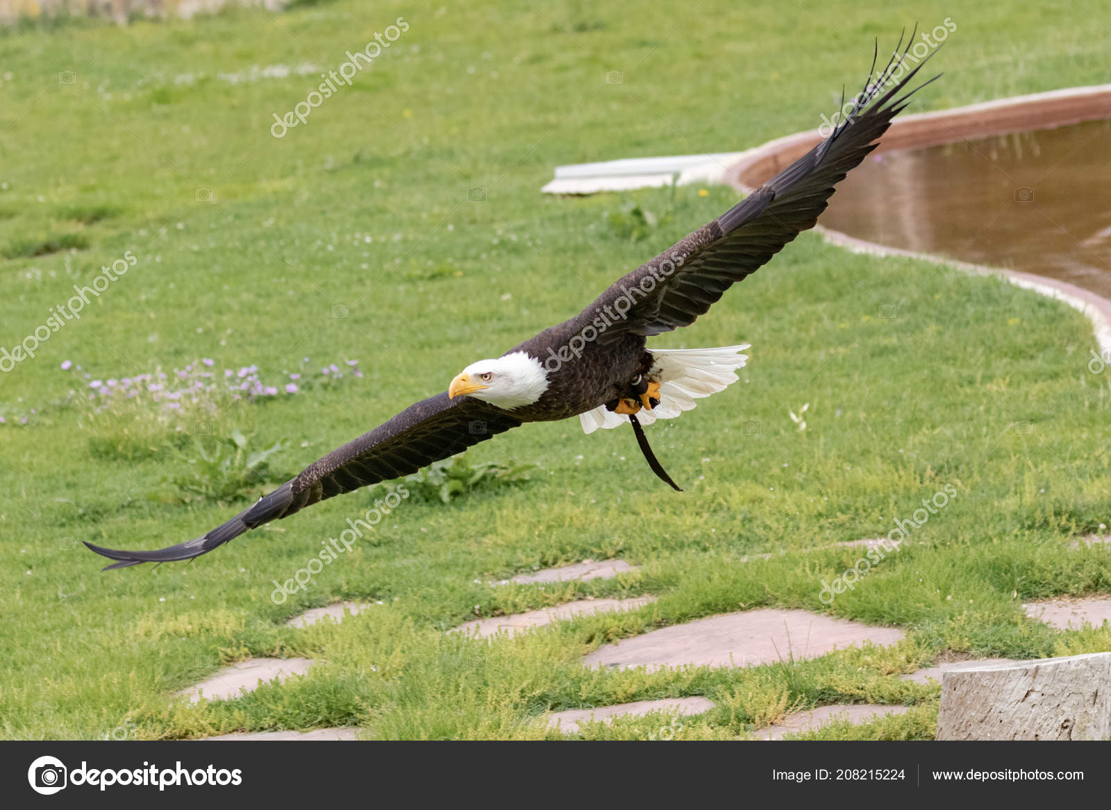 White Headed Eagle Flying Stock Photo C Naust 208215224