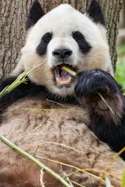 대나무를 팬더의 초상화 — 스톡 사진