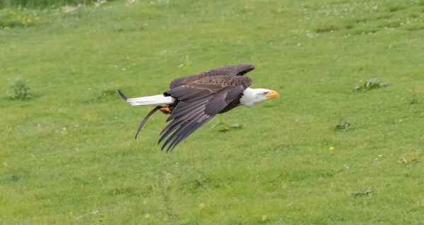 Beyaz kartal başlı uçan.