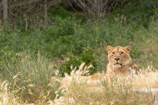 Female Lion (Panthera leo) portrait.