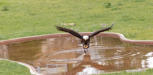 Águila Blanca Volando — Foto de Stock