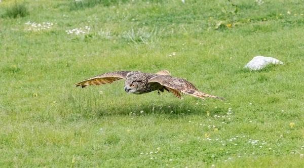 Bengalensis Búho Águila Volando Durante Exposición España — Foto de Stock